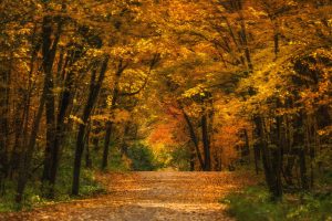 Midwest Images