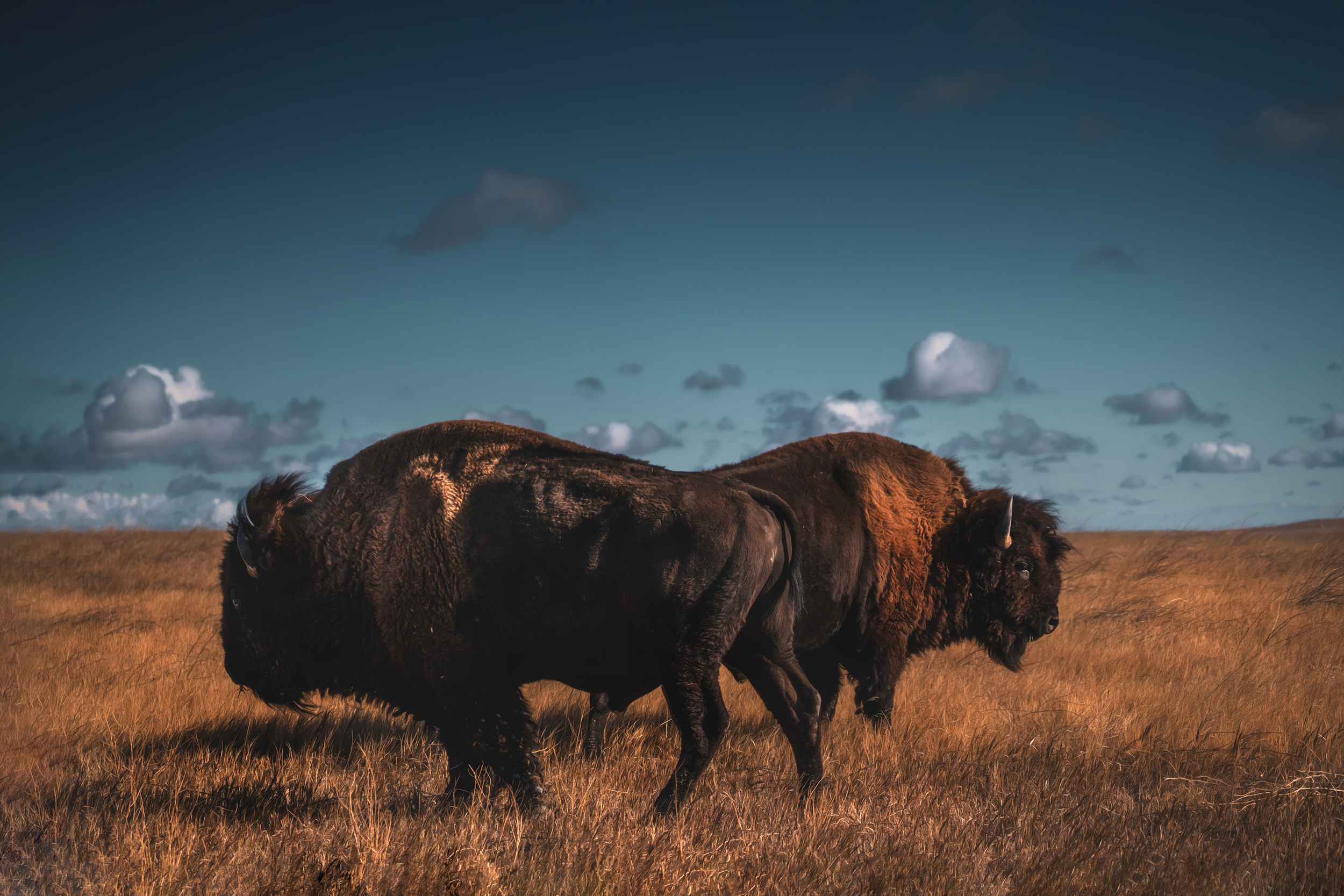 buffalo badlands