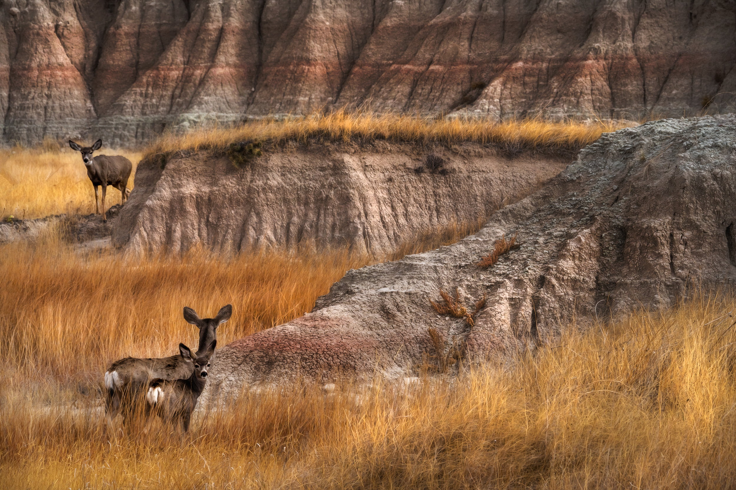 wildlife badlands