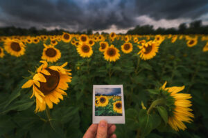 sunflowers copy