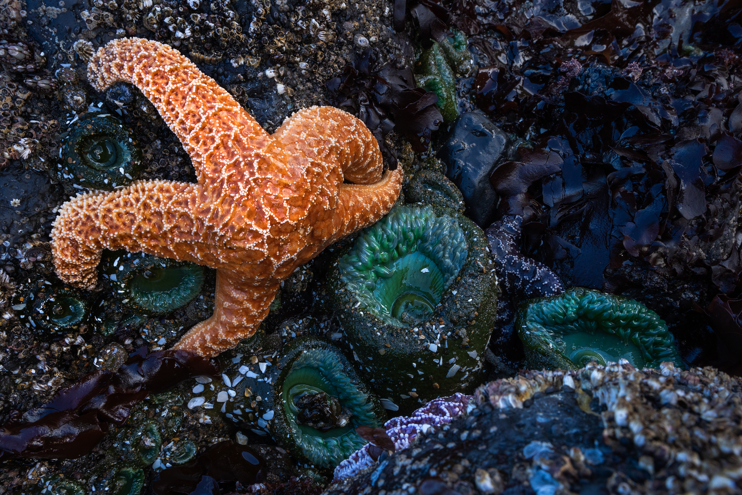 starfish