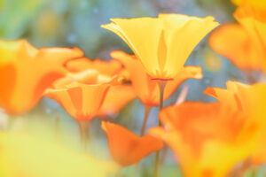 Antelope Valley Poppy Bokeh Macro 1