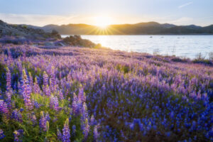 Backlit Lupine, Folsom Lake