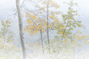 Foggy Aspen, Ruby Mountains