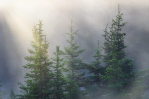 Sunlight Breaking Through Fog, Glacier NP