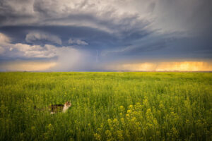 Tom and the Lightning Storm, South Dakota