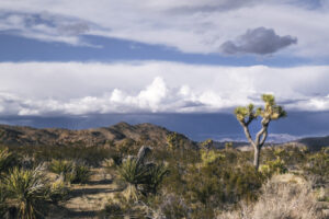 Joshua Tree-1