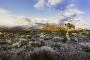 Joshua Tree-2