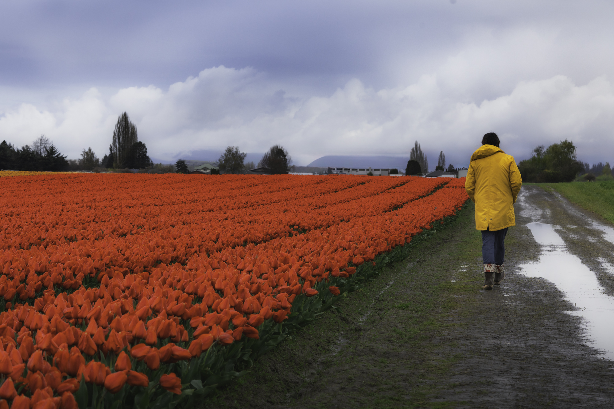 Tulips