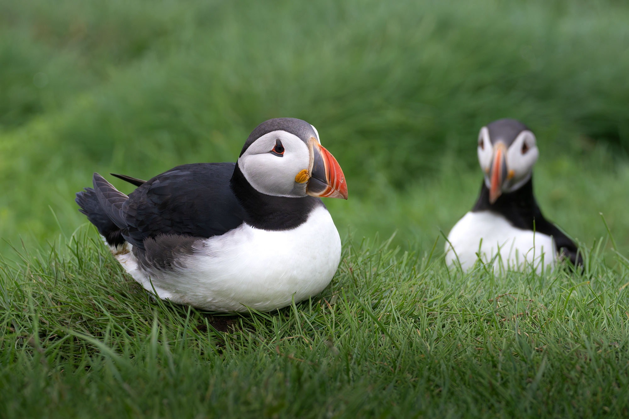 puffinweb