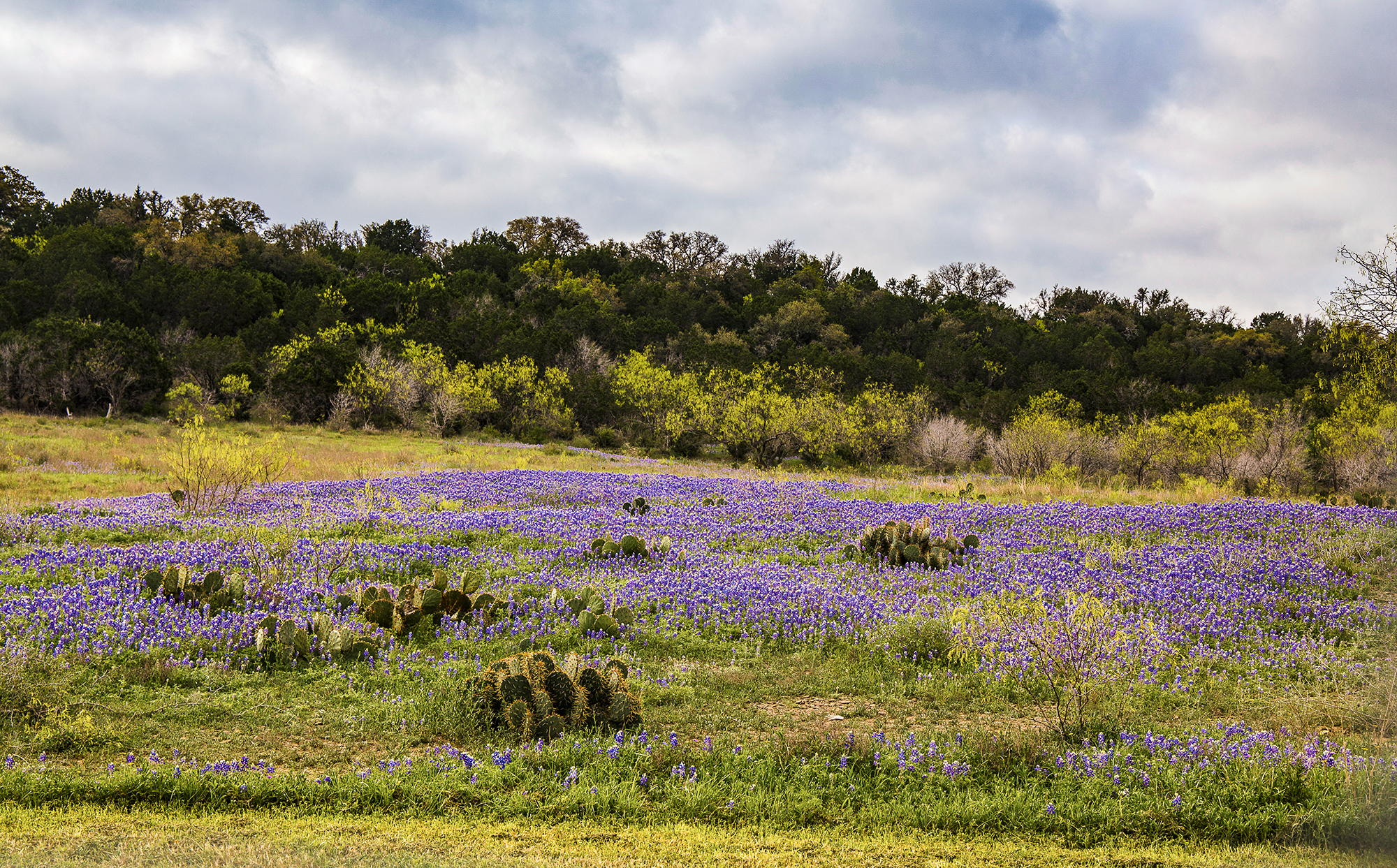 INTO HILL COUNTRY WE GO