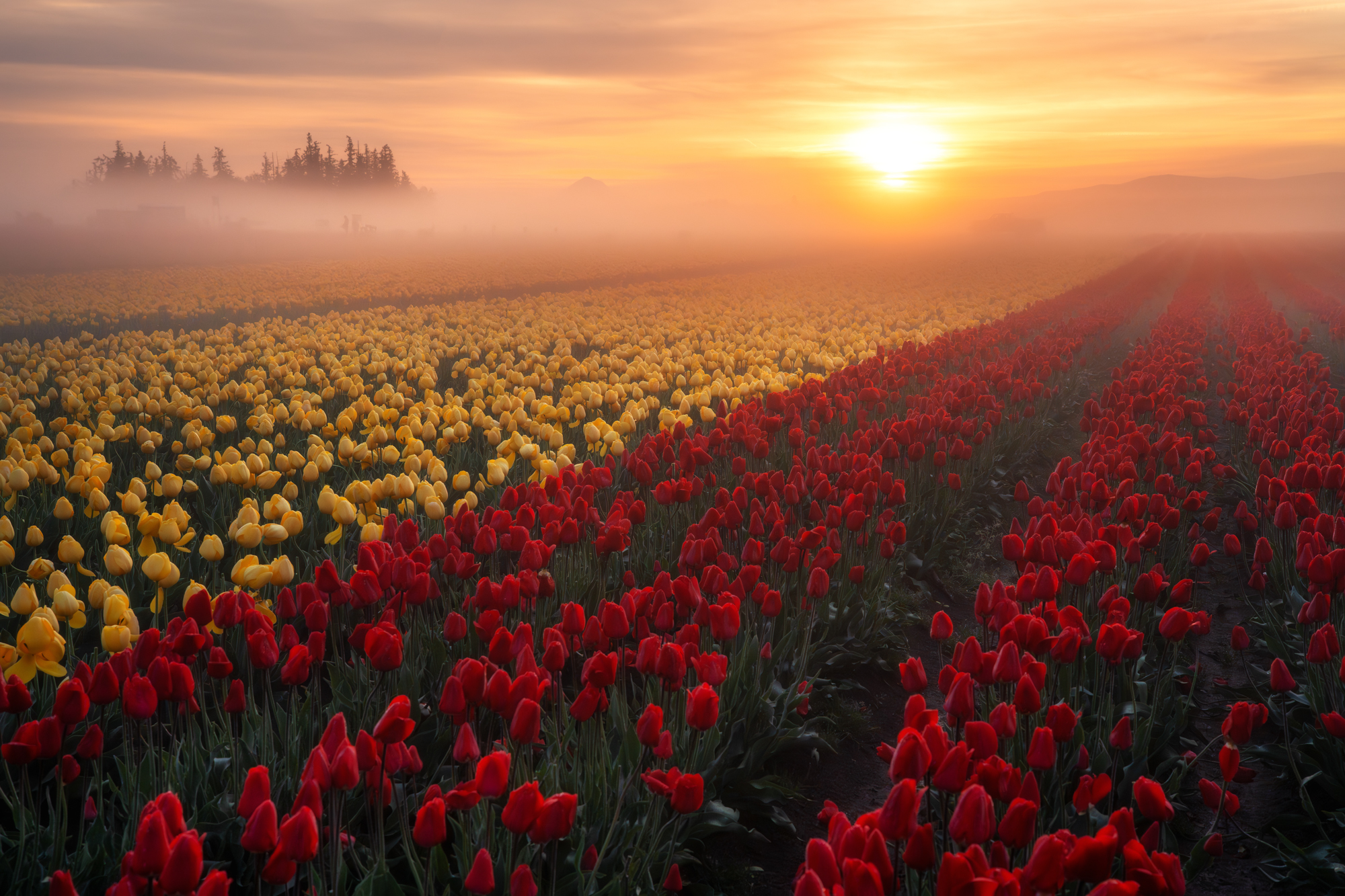 Into the Tulips We go Into the Tulips We go