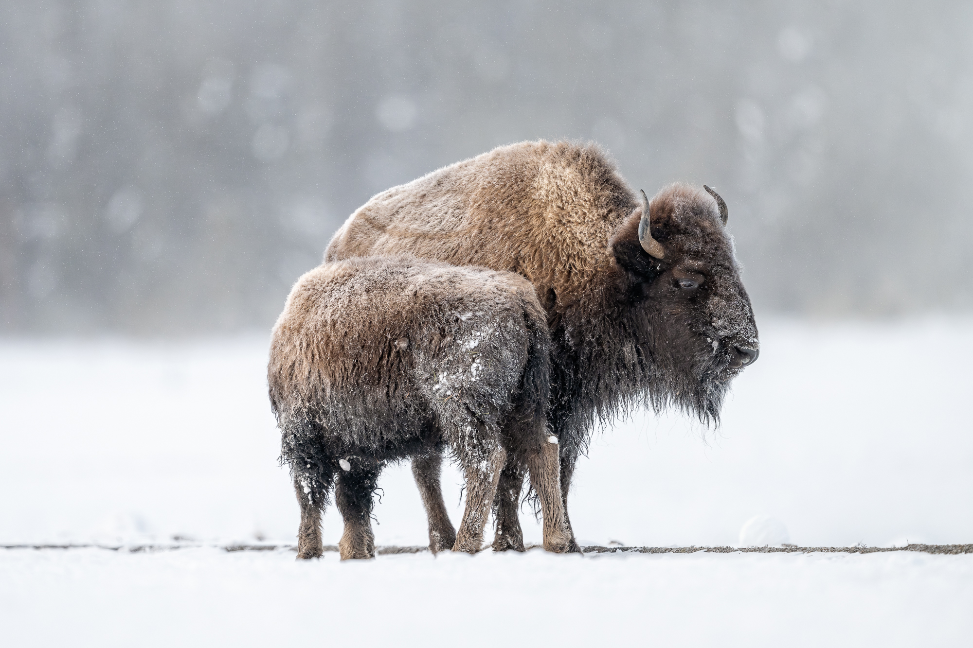 Into Yellowstone We Go January 2026 Coming Soon!