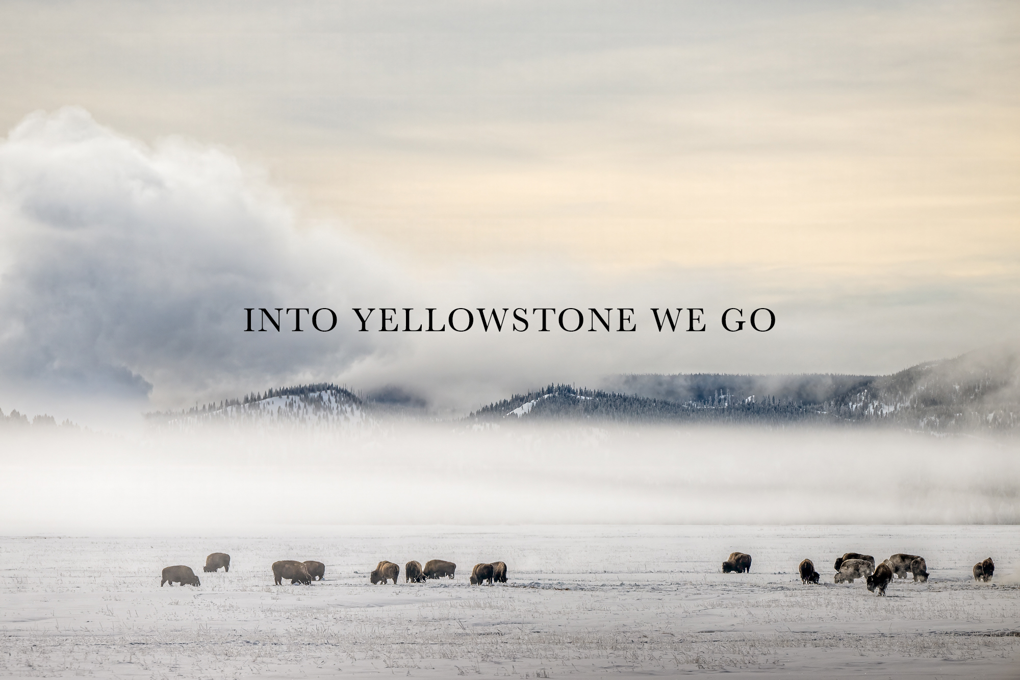 YELLOWSTONEWEGO YELLOWSTONEWEGO