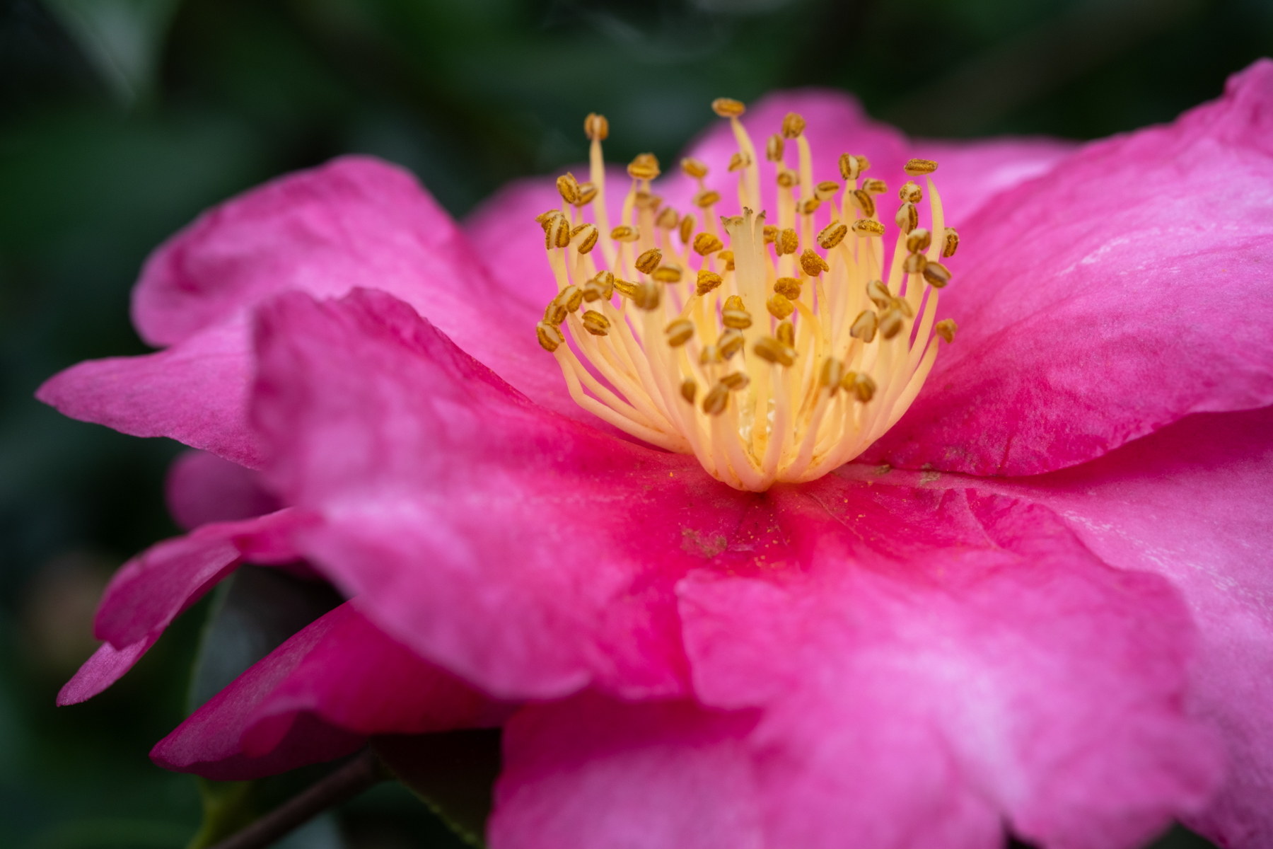 FlowersCT