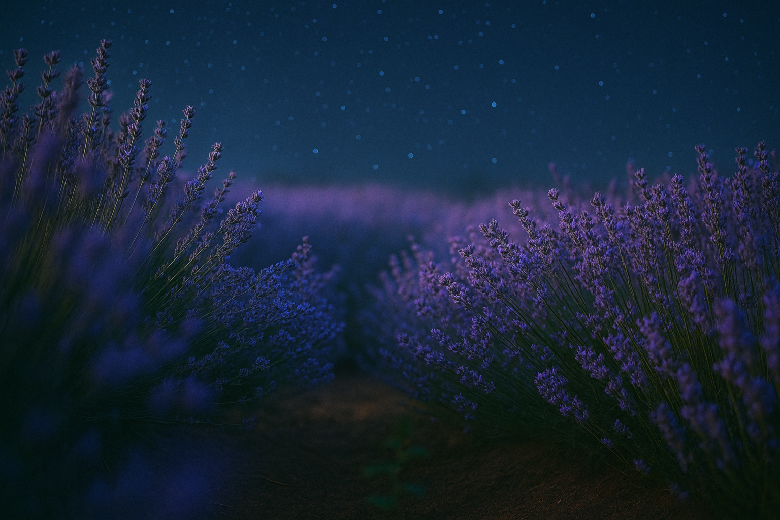 lavendar copy