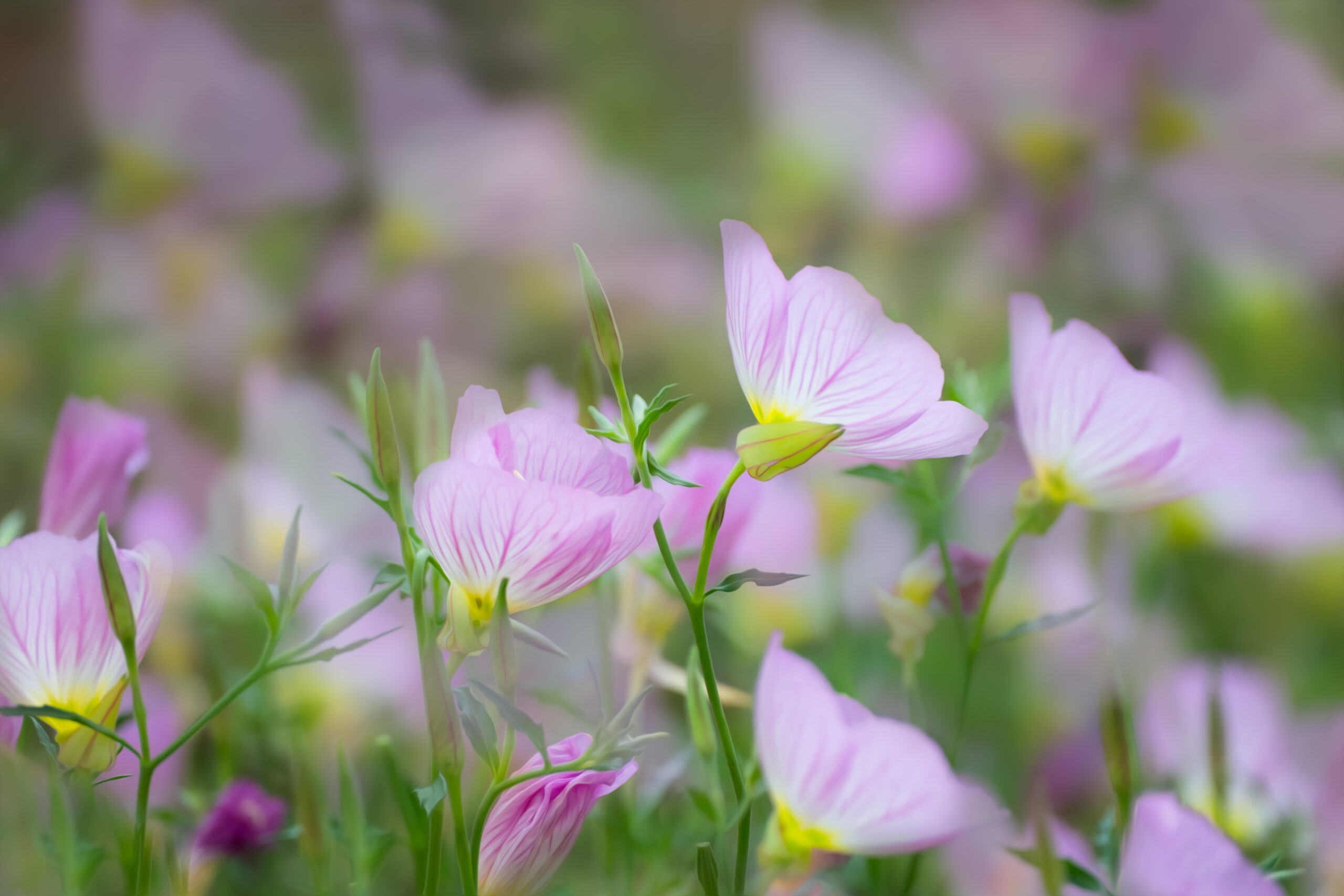 Pinkladywildflowers art edit